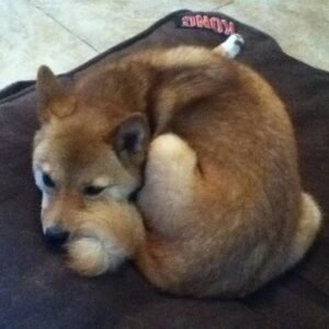 Calming Donut Anxiety Bed