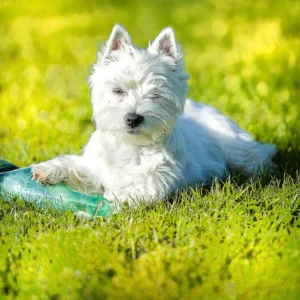 Collapsible Travel Water Bottle