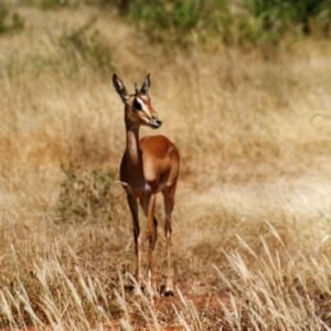 Elevated Slow-Feeder Bowl