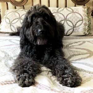 Heated Indoor Dog Bed (Large)