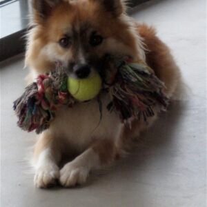 Heavy-Duty Chew Rope Bundle