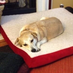 King Orthopedic Memory Foam Bed XL