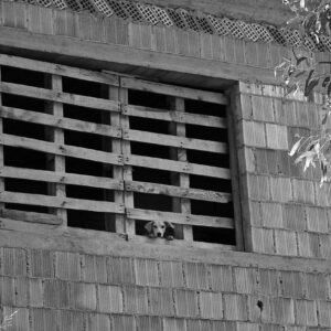 Luxury Insulated Outdoor Dog House