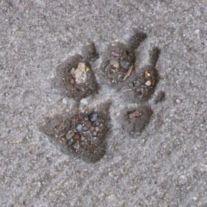 Paw Balm & Nose Wellness Kit