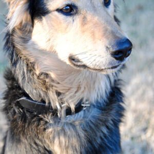 Premium Training Treat Pouch