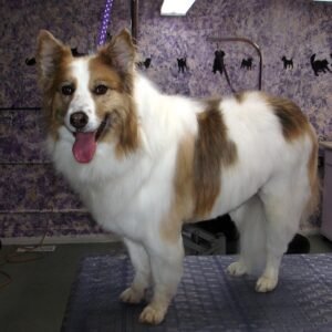 Professional Grooming Table