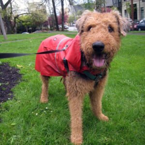 Waterproof Dog Rain Jacket